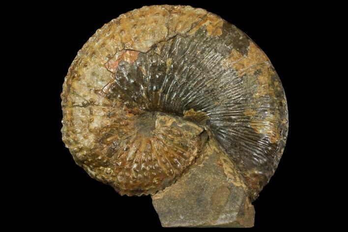 Fossil (Jeletzkytes) Ammonite - South Dakota #143830